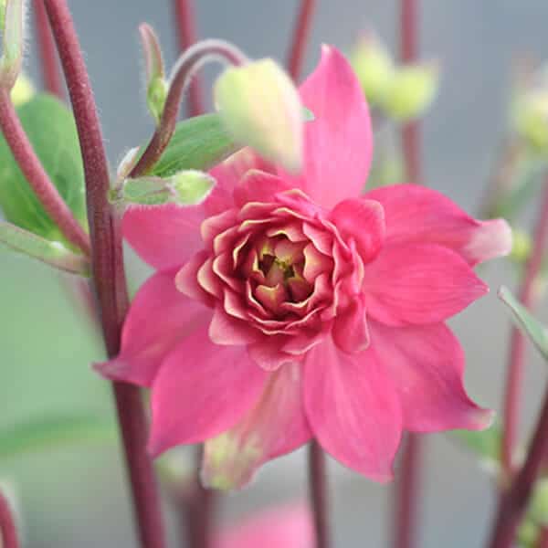 ‘Clementine Red’ Columbine Overdevest Nurseries, LP