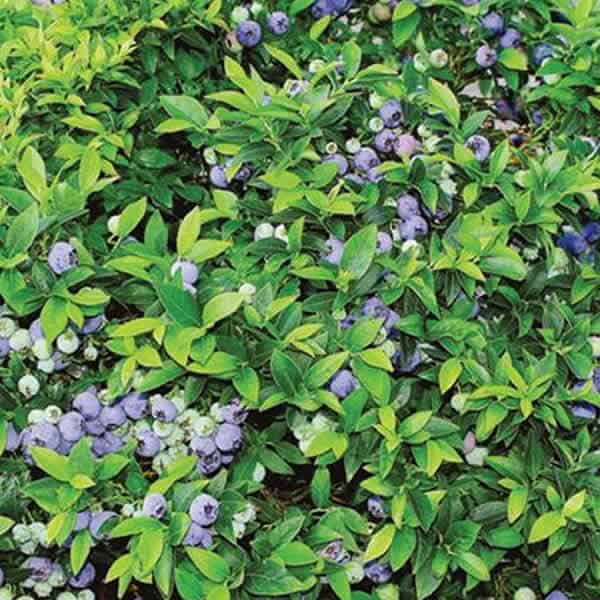 Top Hat Dwarf Blueberry Overdevest Nurseries Lp Top Hat Dwarf Blueberry Overdevest Nurseries Lp